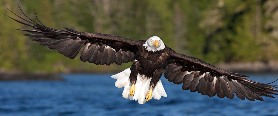 See Wildlife in Our Island Paradise - Tofino Accommodation